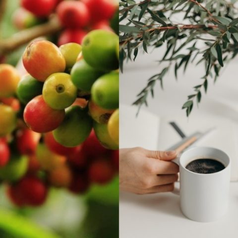 como cultivar cafe en casa