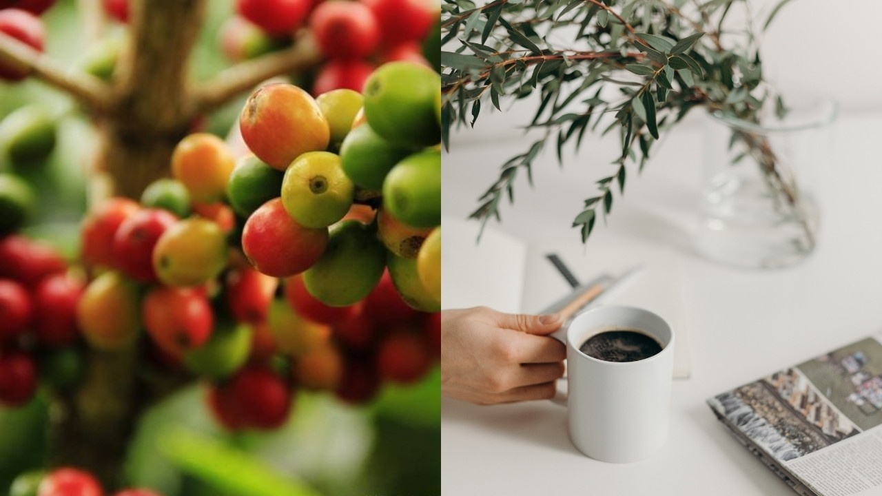 como cultivar cafe en casa