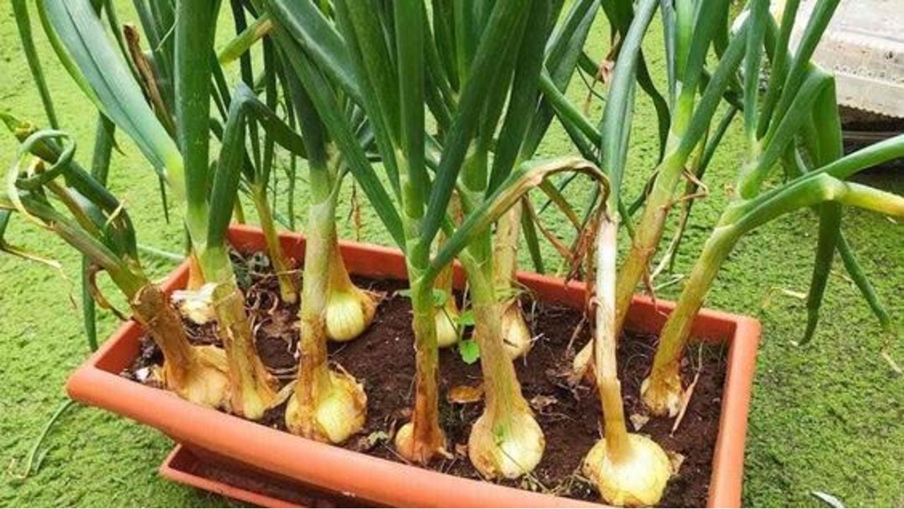 como sembrar cebollas en casa