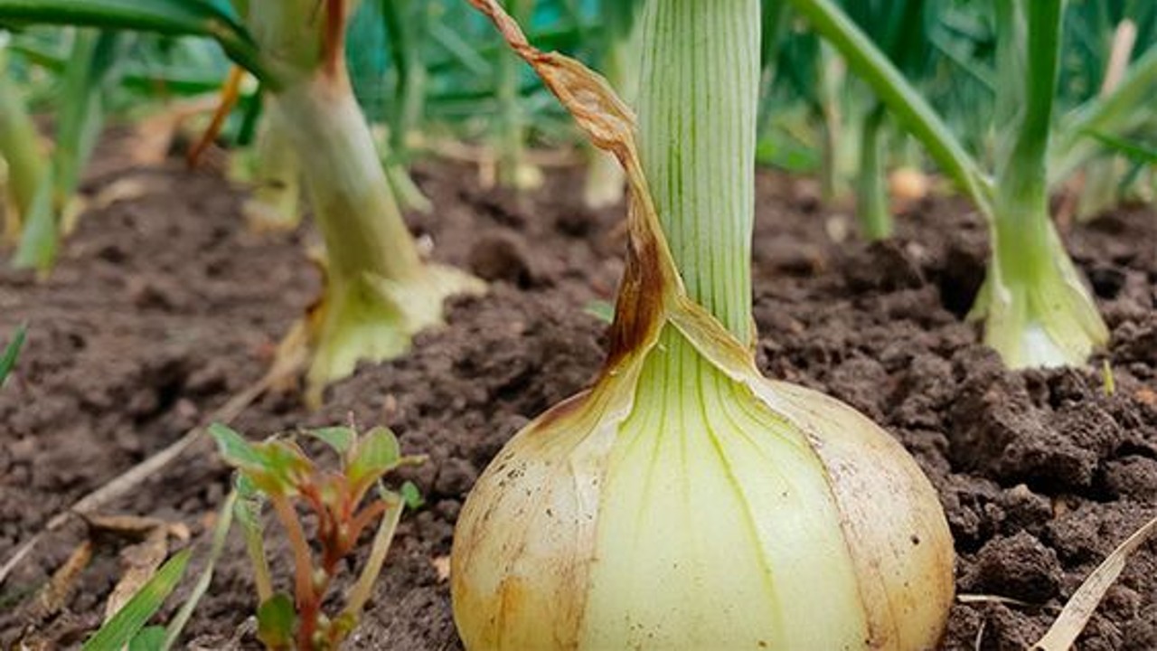 como cultivar cebollas sin semillas