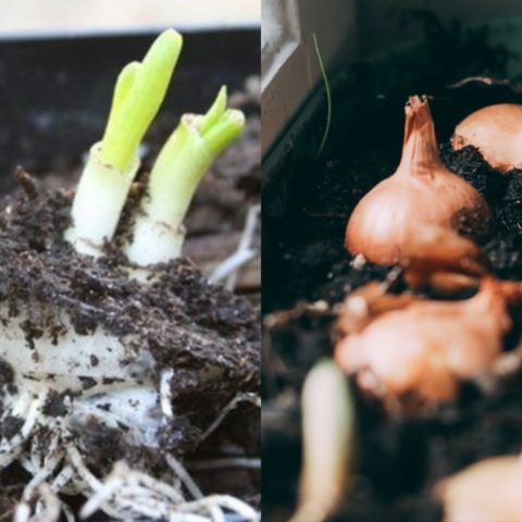 como cultivar cebollas en casa