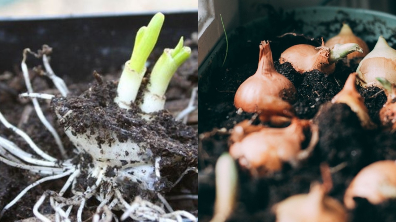 como cultivar cebollas en casa