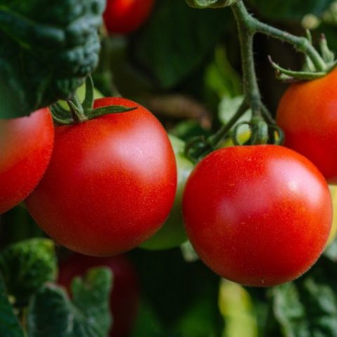 Como-cultivar-jitomates-en-casa