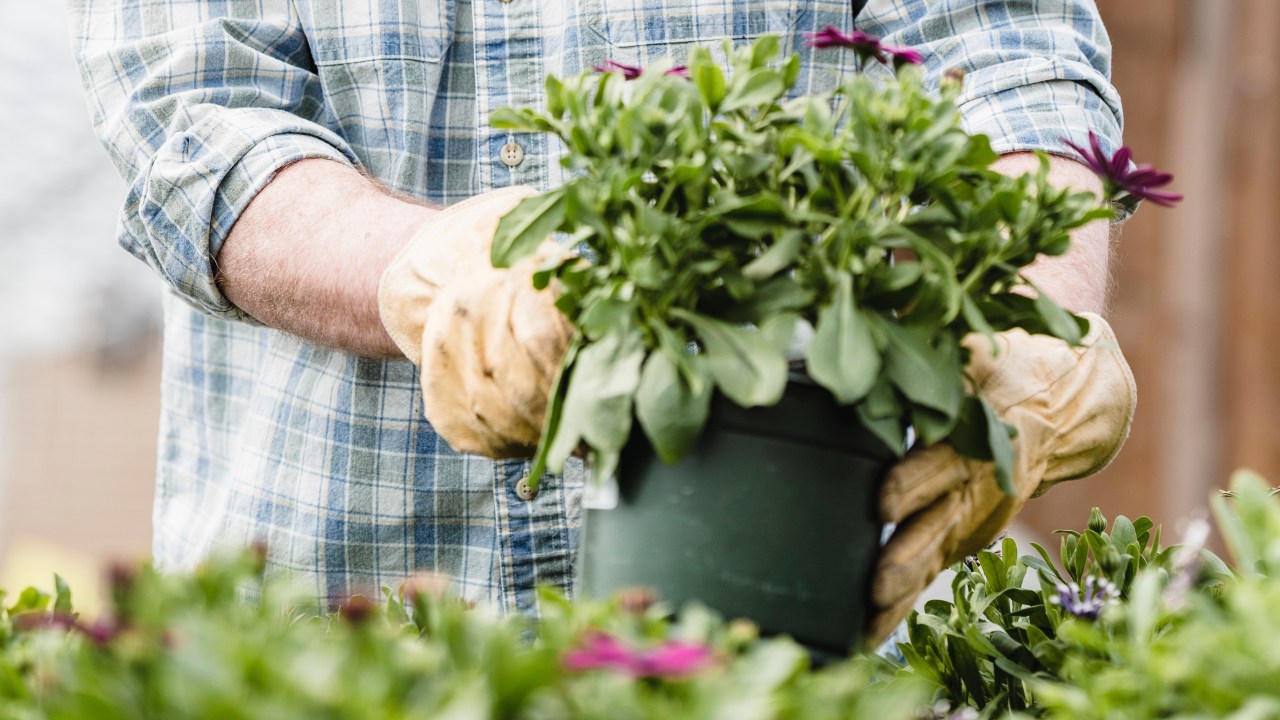 como elegir maceta adecuada para mis plantas