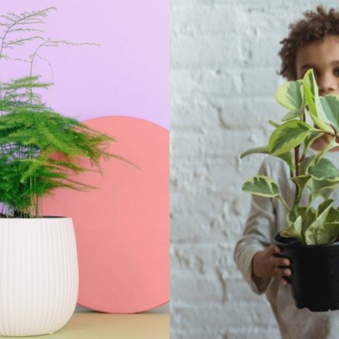 como elegir tamano adecuado de maceta