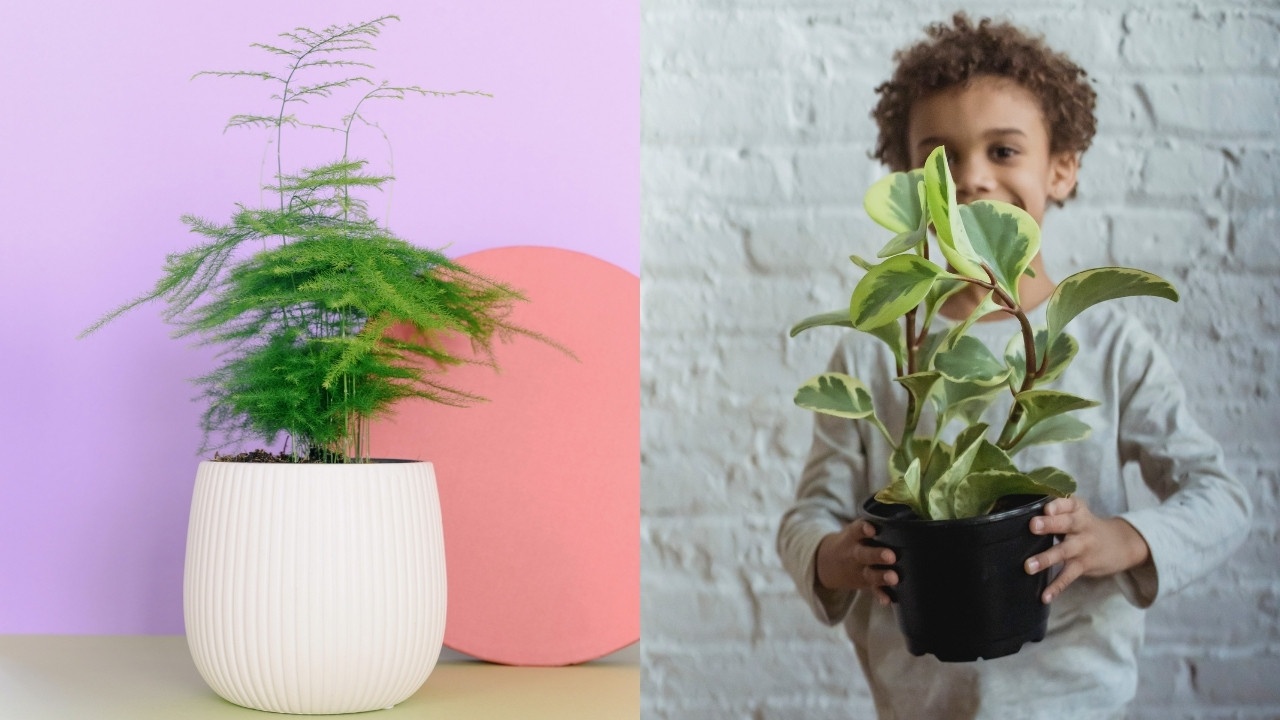 como elegir tamano adecuado de maceta