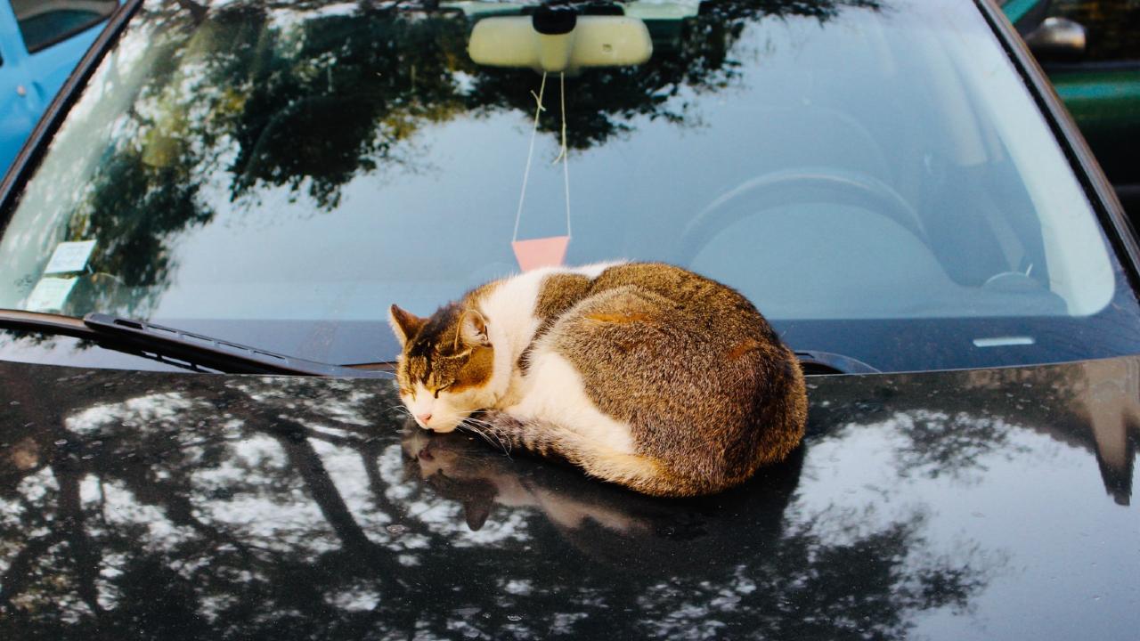 como ahuyentar a los gatos con remedios caseros