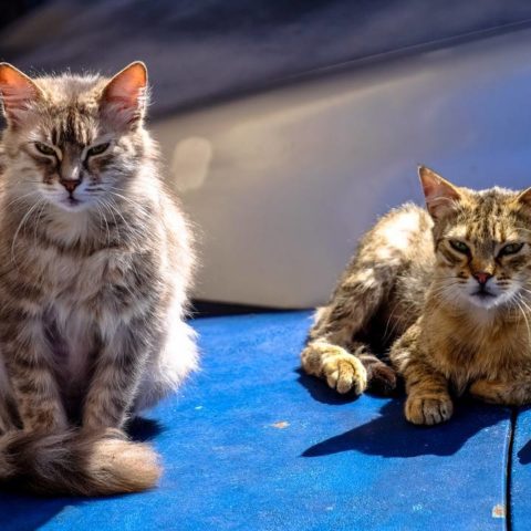 evitar que los gatos se metan al motor