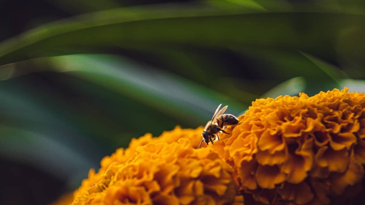 Como hacer fungicida con cempasúchil