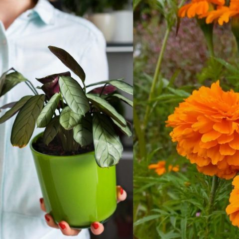 Como hacer fungicida natural casero