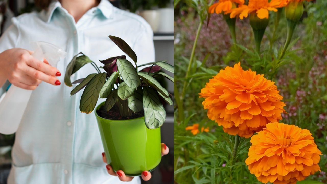 Como hacer fungicida natural casero