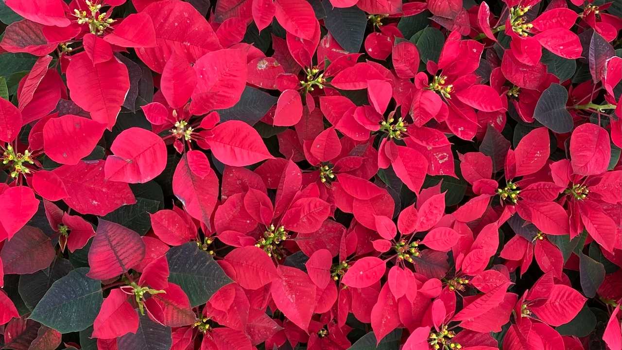 Como hacer que florezca tu Nochebuena