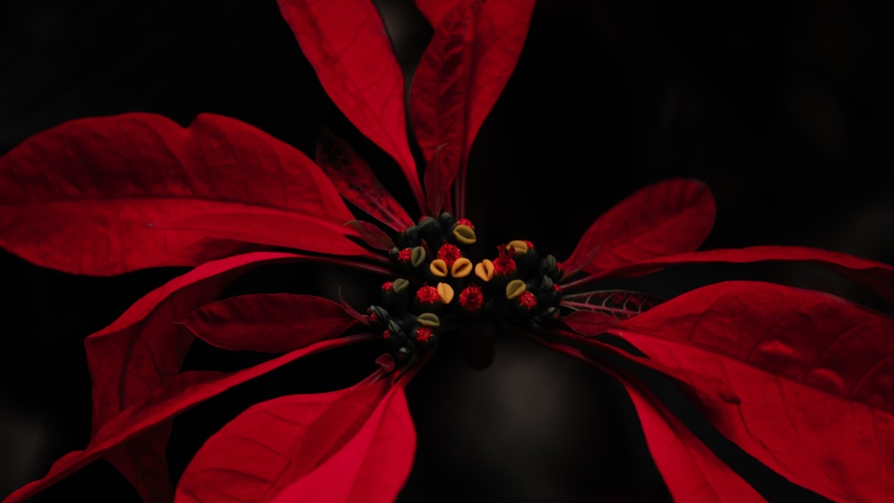 porque mi nochebuena no florece