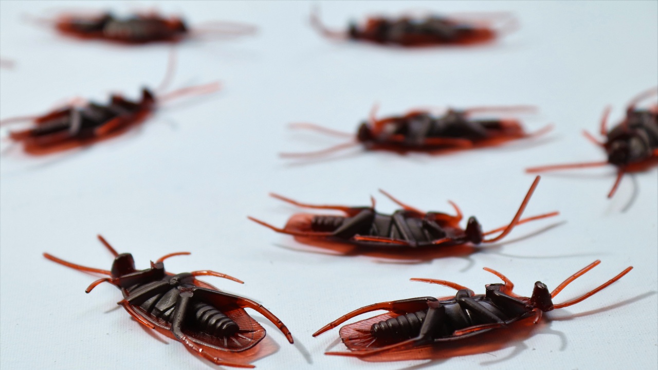 como son huevos de cucaracha