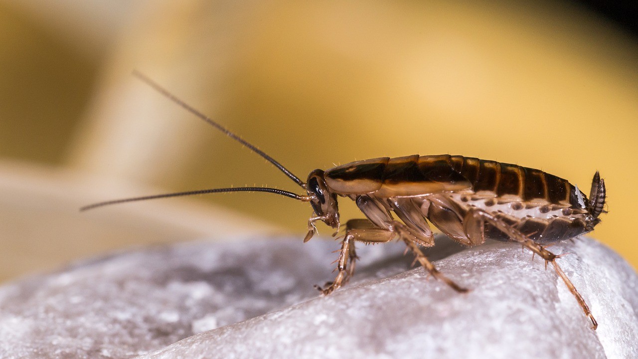 como eliminar huevos de cucaracha