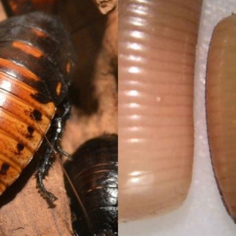 como identificar huevos de cucaracha