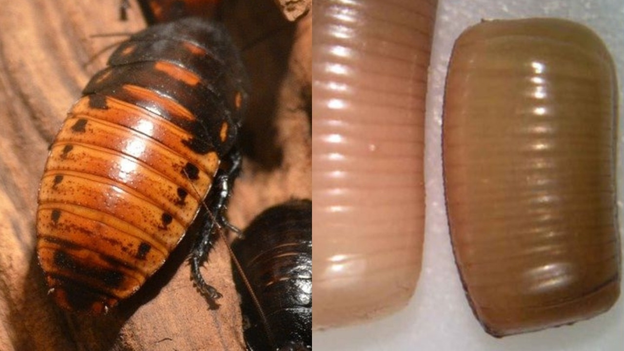 como identificar huevos de cucaracha