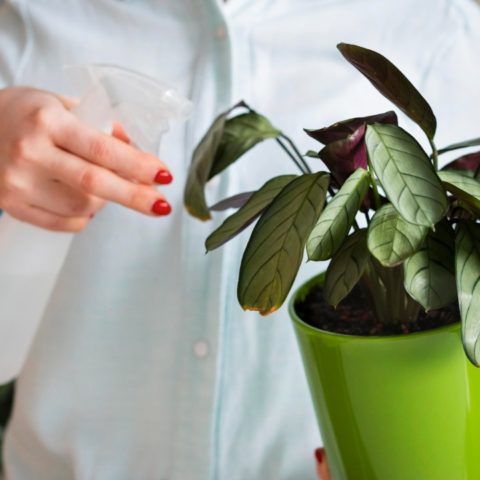 Como usar el agua gris