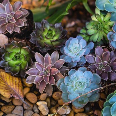 Cual es la suculenta ideal