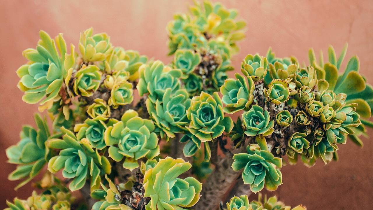 elegir una planta suculenta