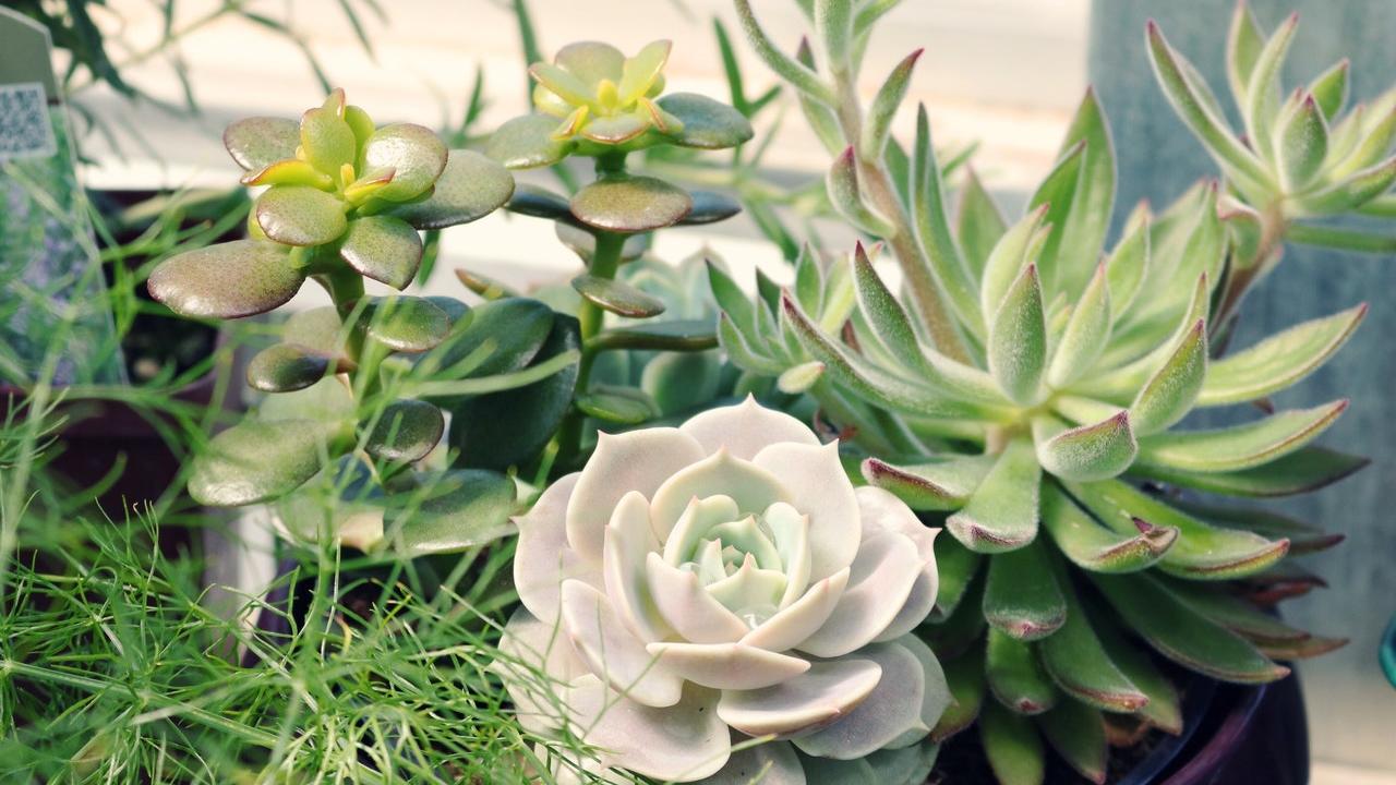 suculenta según tu signo zodiacal