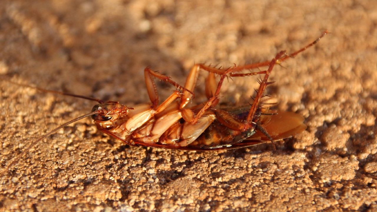 Cuánto cuesta fumigar las cucarachas de casa