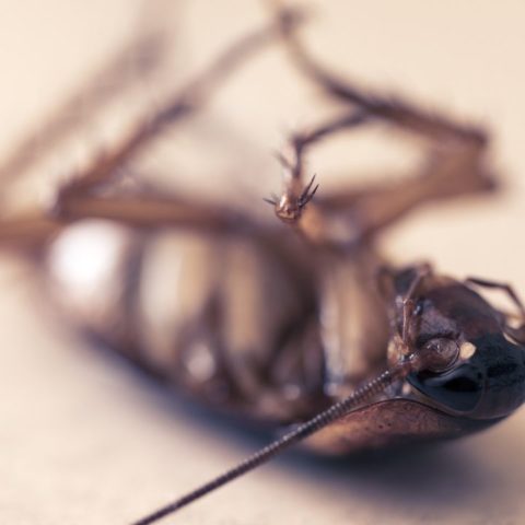 Cuánto cuesta fumigar tu casa si tienes cucarachas