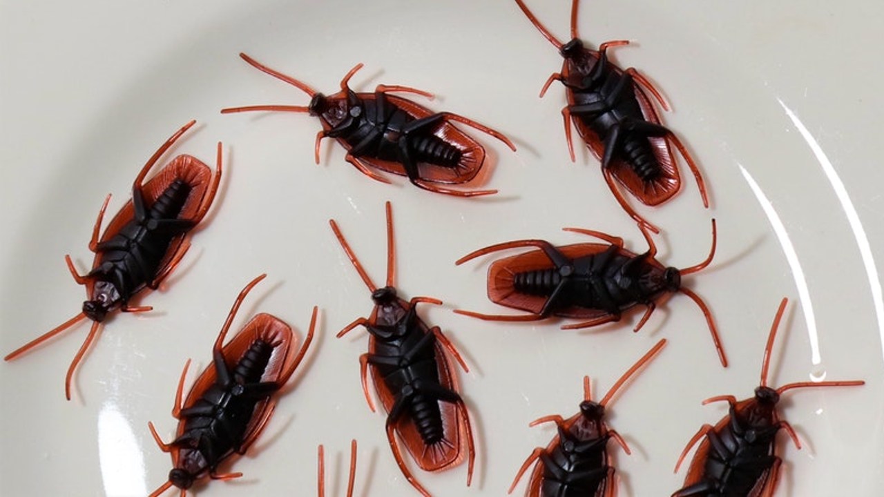 Cucarachas boca arriba Que significan