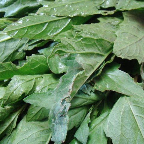 Cultivar-epazote-en-maceta-sin-semillas