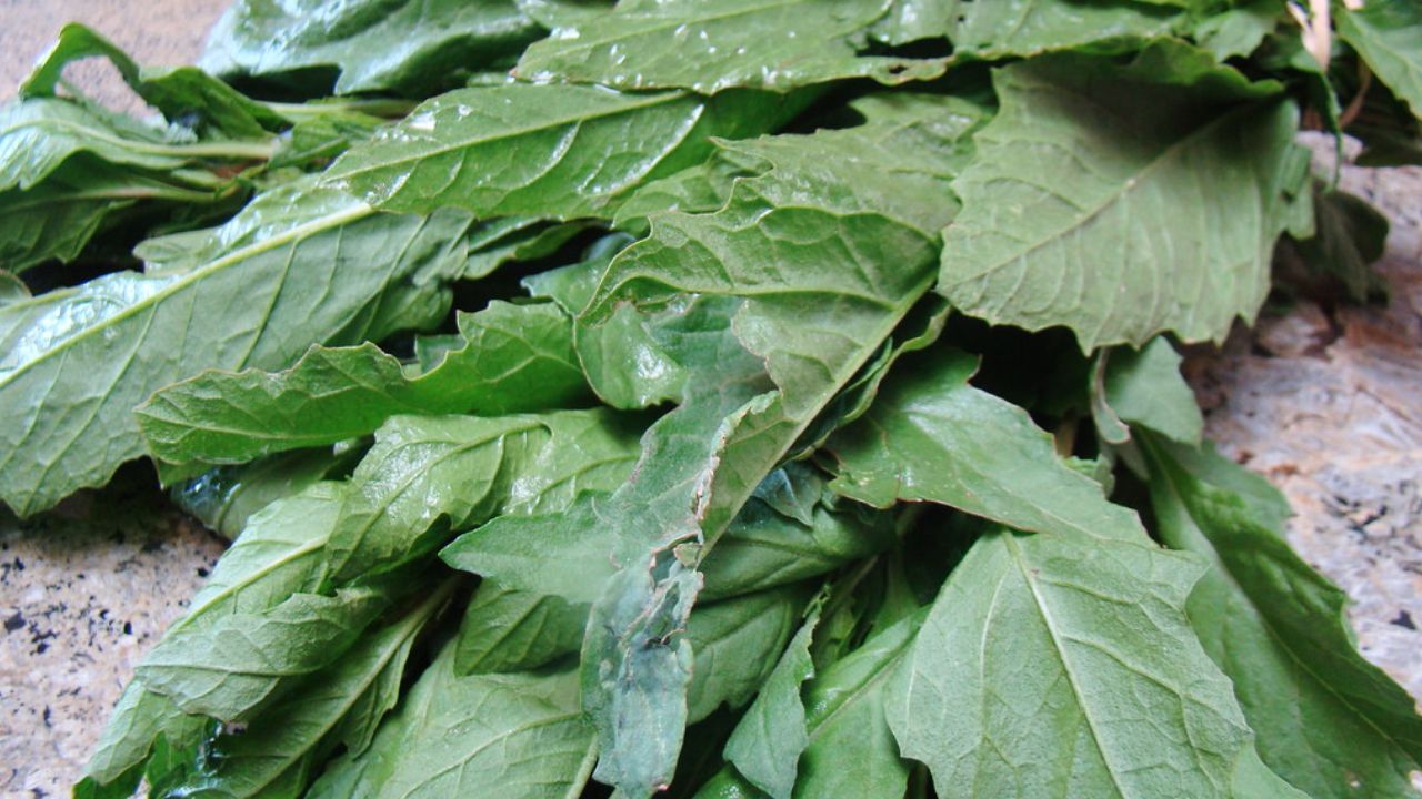 Cultivar-epazote-en-maceta-sin-semillas