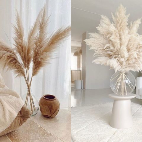 Cómo cultivar hierba de la pampa en maceta