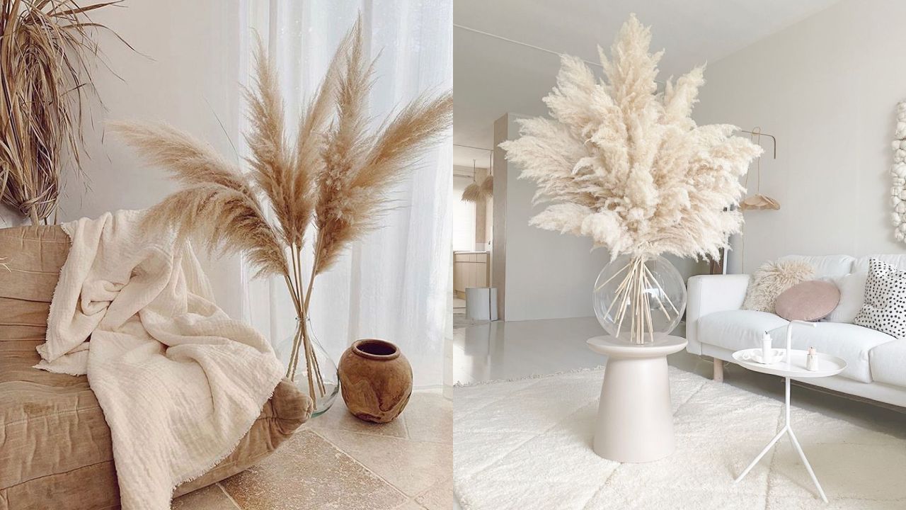 Cómo cultivar hierba de la pampa en maceta