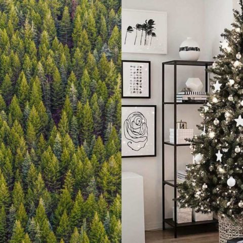 donde rentar arbolitos de navidad