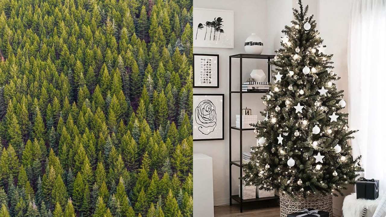 donde rentar arbolitos de navidad