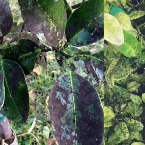 Elimina-el-hongo-de-la-negrilla-de-tus-arboles