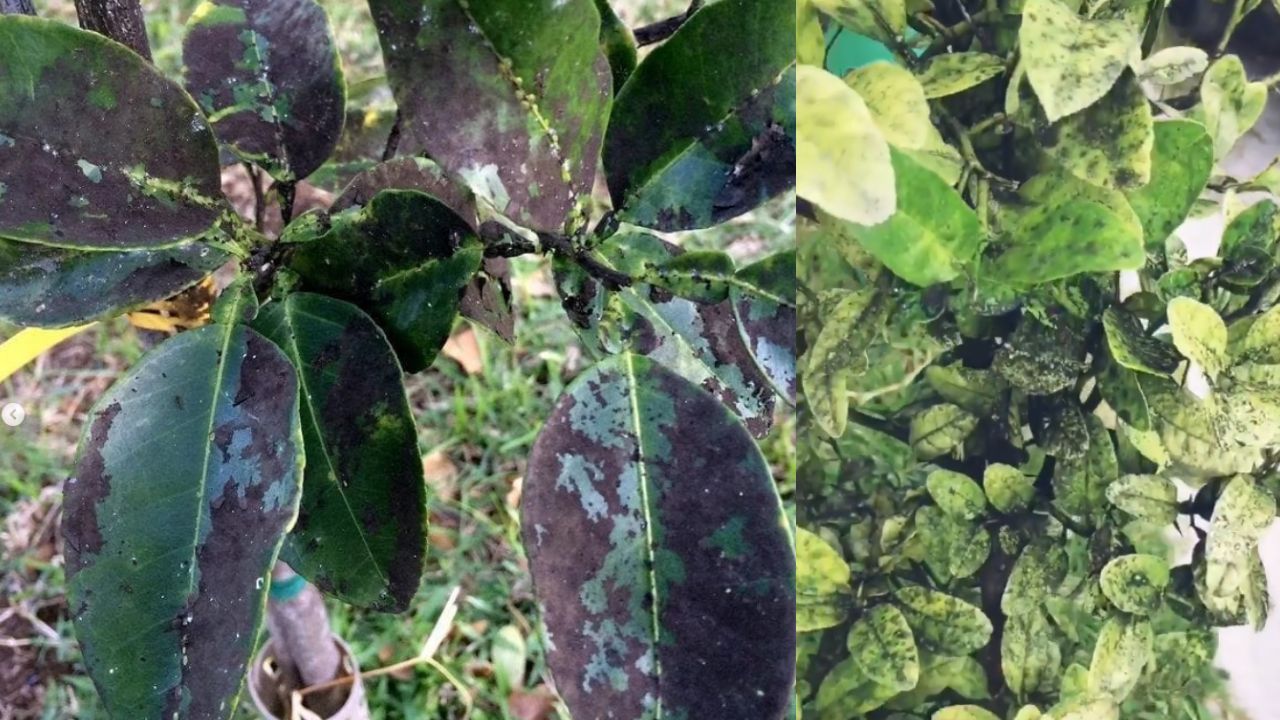 Elimina-el-hongo-de-la-negrilla-de-tus-arboles