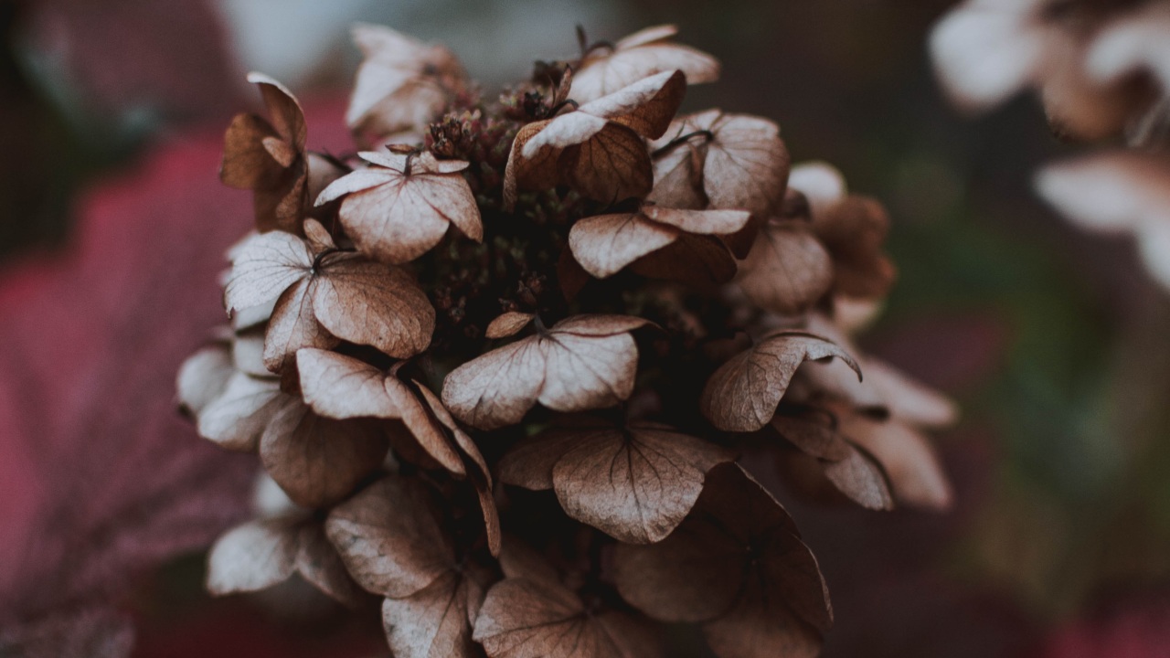 errores que hacen que tus plantas se vean maltratadas