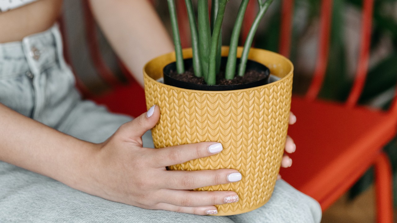 por que mi planta se ve maltratada