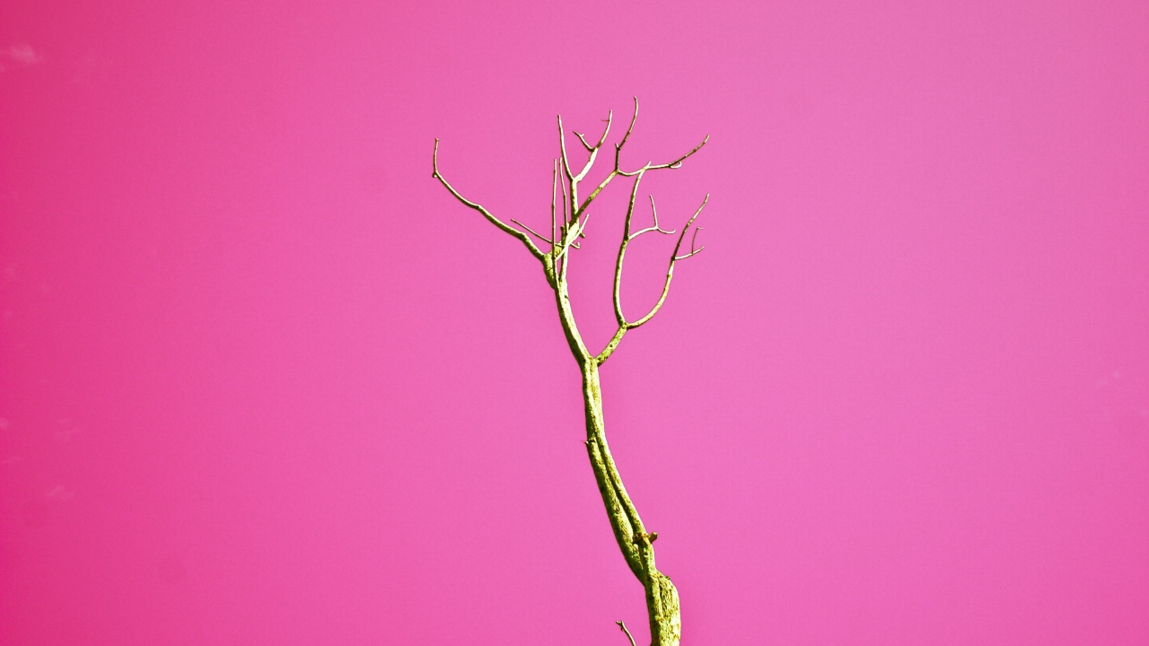 por que mis plantas se ven tristes