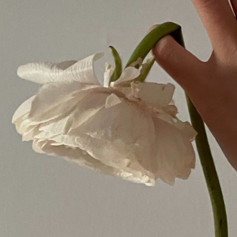 errores que hacen que tus plantas se vean feas