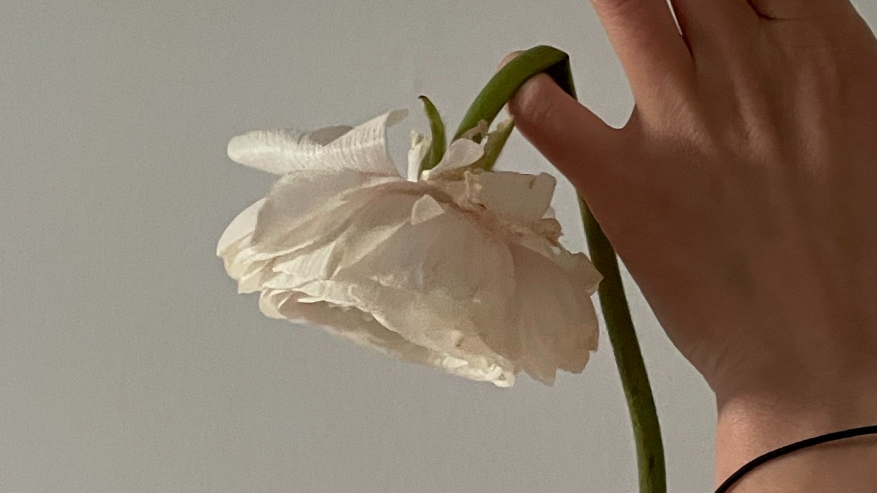 errores que hacen que tus plantas se vean feas