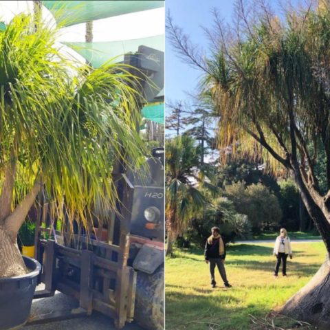 La planta pata de elefante es ilegal en México