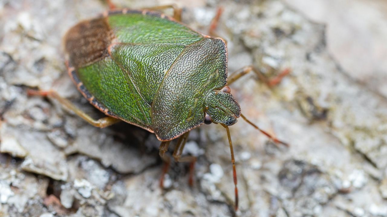 como eliminar chinches