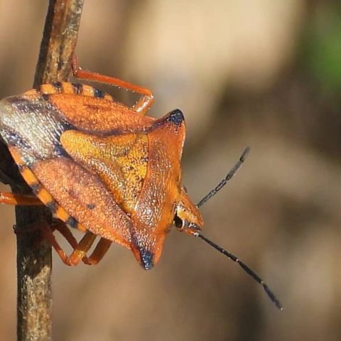 chinches son más comunes en otoño
