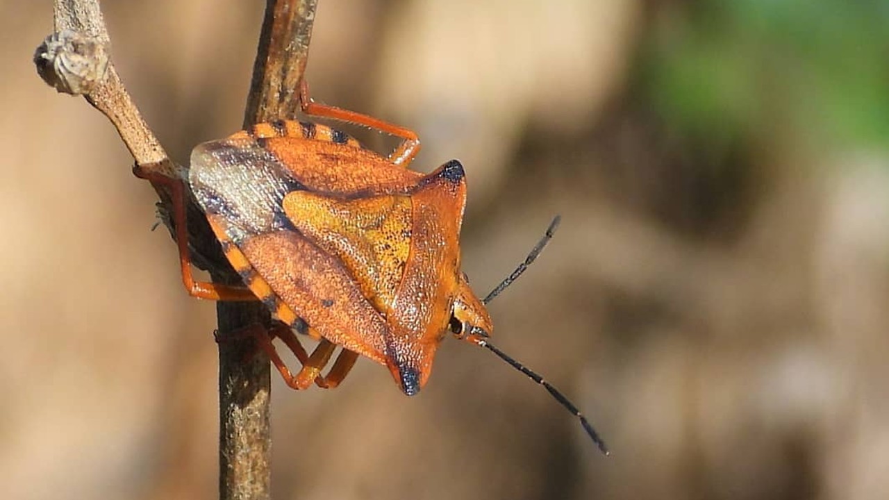 chinches son más comunes en otoño