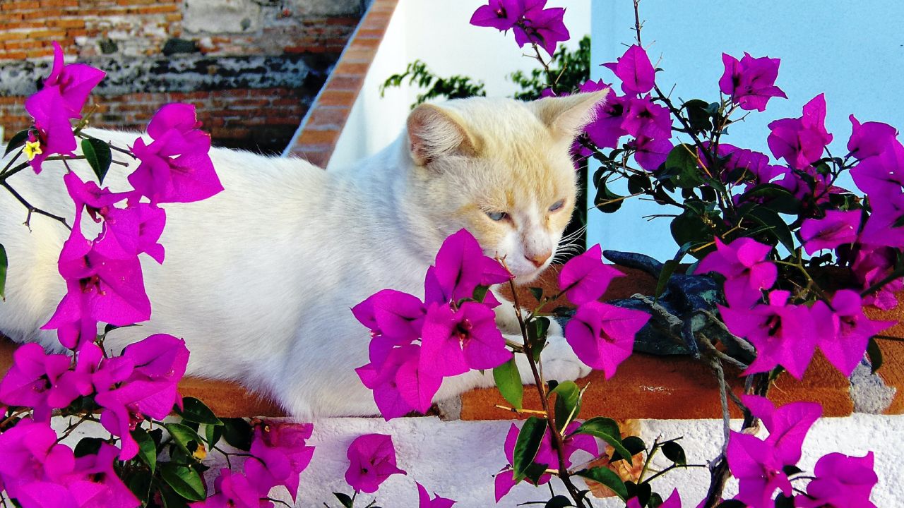 Las-propiedades-de-la-bugambilia-para-tu-salud-y-belleza