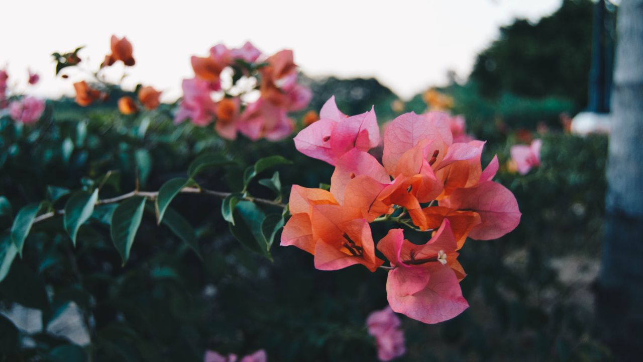 Las-propiedades-de-la-bugambilia-para-tu-salud-y-belleza