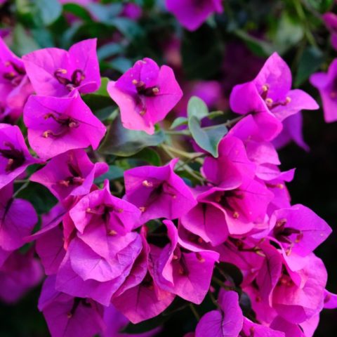 Las-propiedades-de-la-bugambilia-para-tu-salud-y-belleza