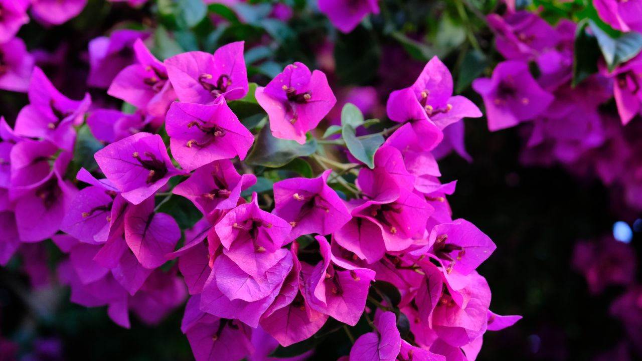 Las-propiedades-de-la-bugambilia-para-tu-salud-y-belleza