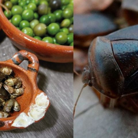 Leyenda-de-los-jumiles-insectos-comestibles